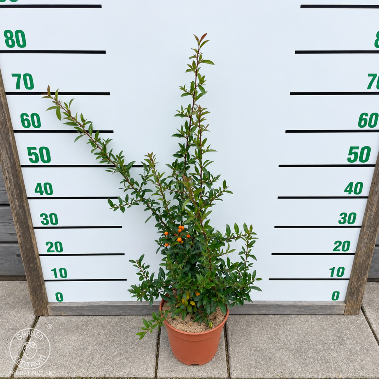 Obrázok Hlohyňa šarlátová (Pyracantha) ´GOLDEN CHARMER´ - výška 50-70 cm, kont. C3L